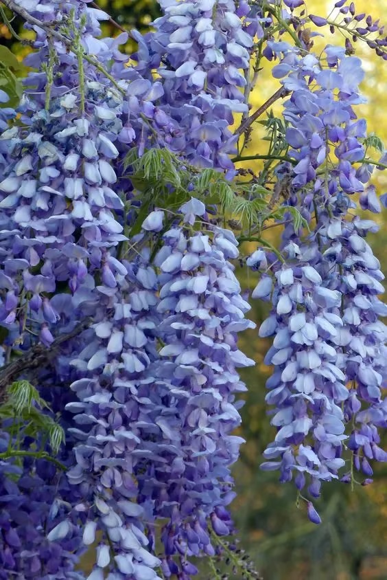 🌸WISTERIA - THE GARDEN’S CASCADING BEAUTY ALL YEAR ROUND