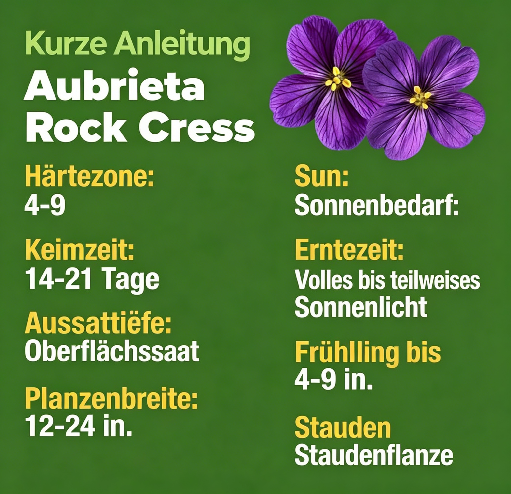 Aubrieta-Felsenkresse 'Purple' – Samenpackung für blühende Bodendecker – Mehrjährige Kressesamen für die Bepflanzung von Rasenflächen im Freien – Pflegeleicht, 300 gentechnikfreie Aubrieta deltoidea-Samen