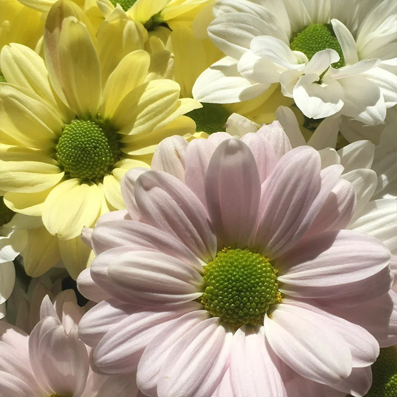 🔥Heiße Verkäufe im Frühling🏵️Chrysantheme der Kenny-Serie Samen🌼Verschiedene Farben