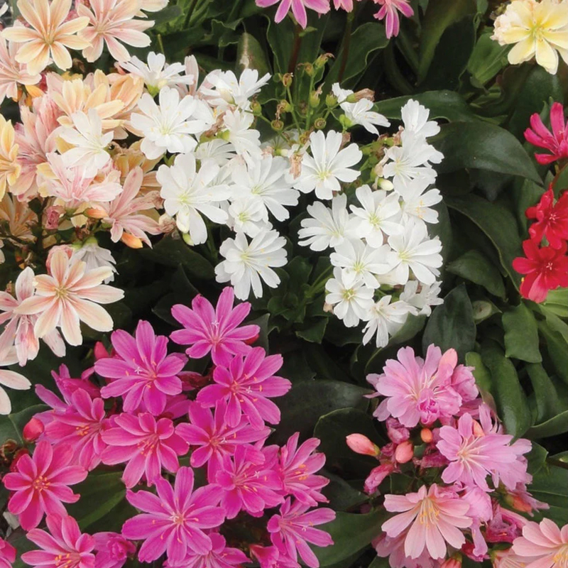 Wertvolles Erlebnis🚀Lewisia Mischung aus Samen🌱Schöne Blumen
