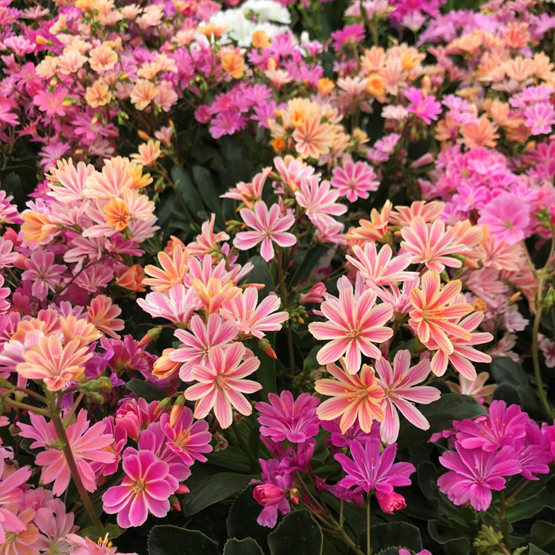Wertvolles Erlebnis🚀Lewisia Mischung aus Samen🌱Schöne Blumen