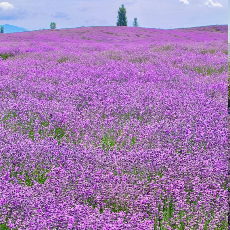 🔥Heißes Verkaufsmodell💜Lavendel aus der Provence Samen 🔆Wunderbar und wunderschön