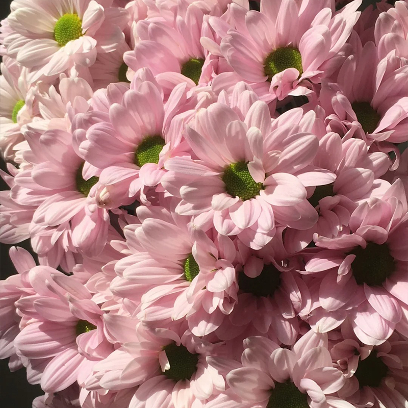 🔥Heiße Verkäufe im Frühling🏵️Chrysantheme der Kenny-Serie Samen🌼Verschiedene Farben
