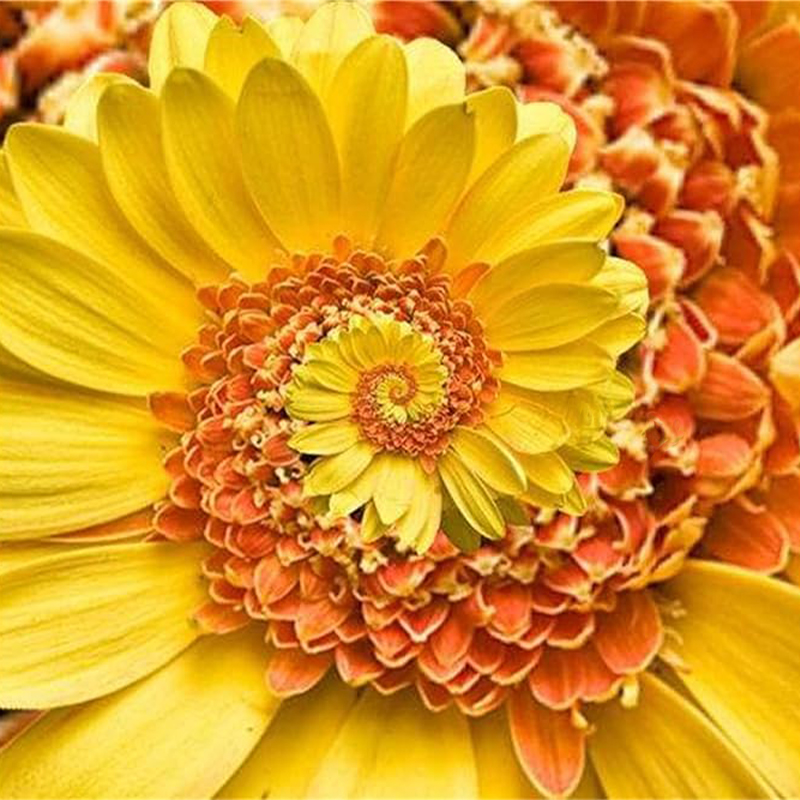 Spiral Chrysantheme