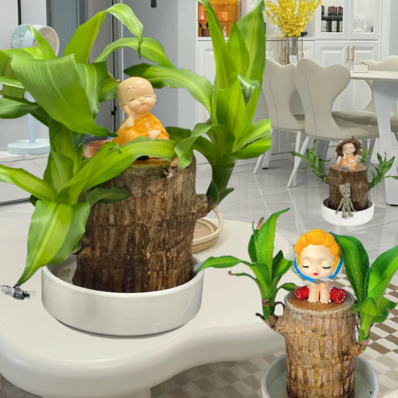 🎁Glückssymbol🪴Brasilianisches Holz🍀Die besten Grünpflanzen zum Wachsen