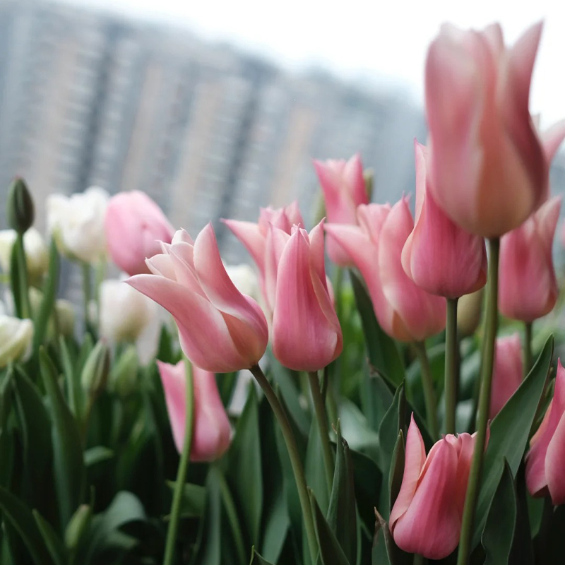 Chanel-Tulpen Samen🌷