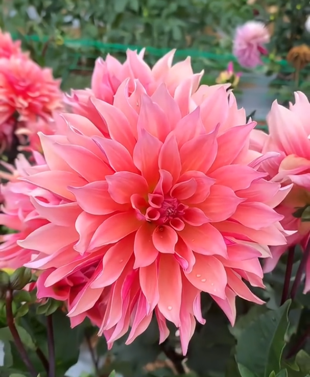 🌺 Dahlien-Samen – Jetzt im Winter säen für einen prachtvollen Sommer 2026!