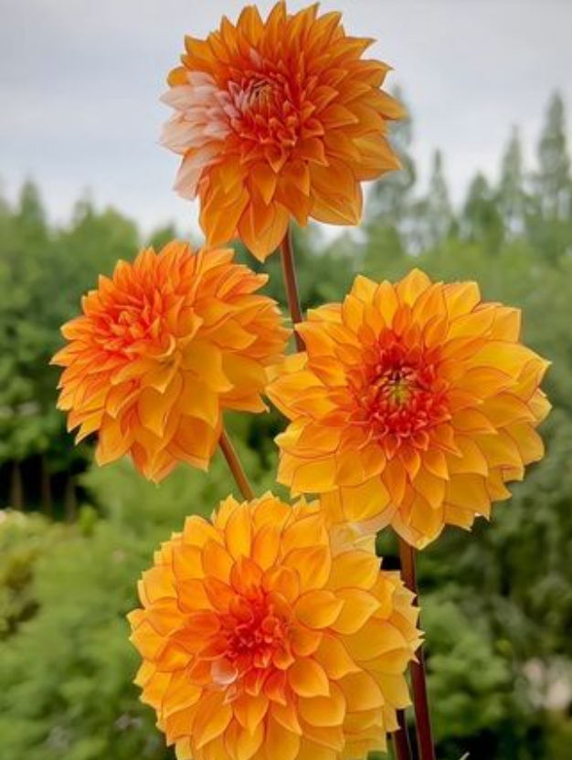 🌺 Dahlien-Samen – Jetzt im Winter säen für einen prachtvollen Sommer 2026!