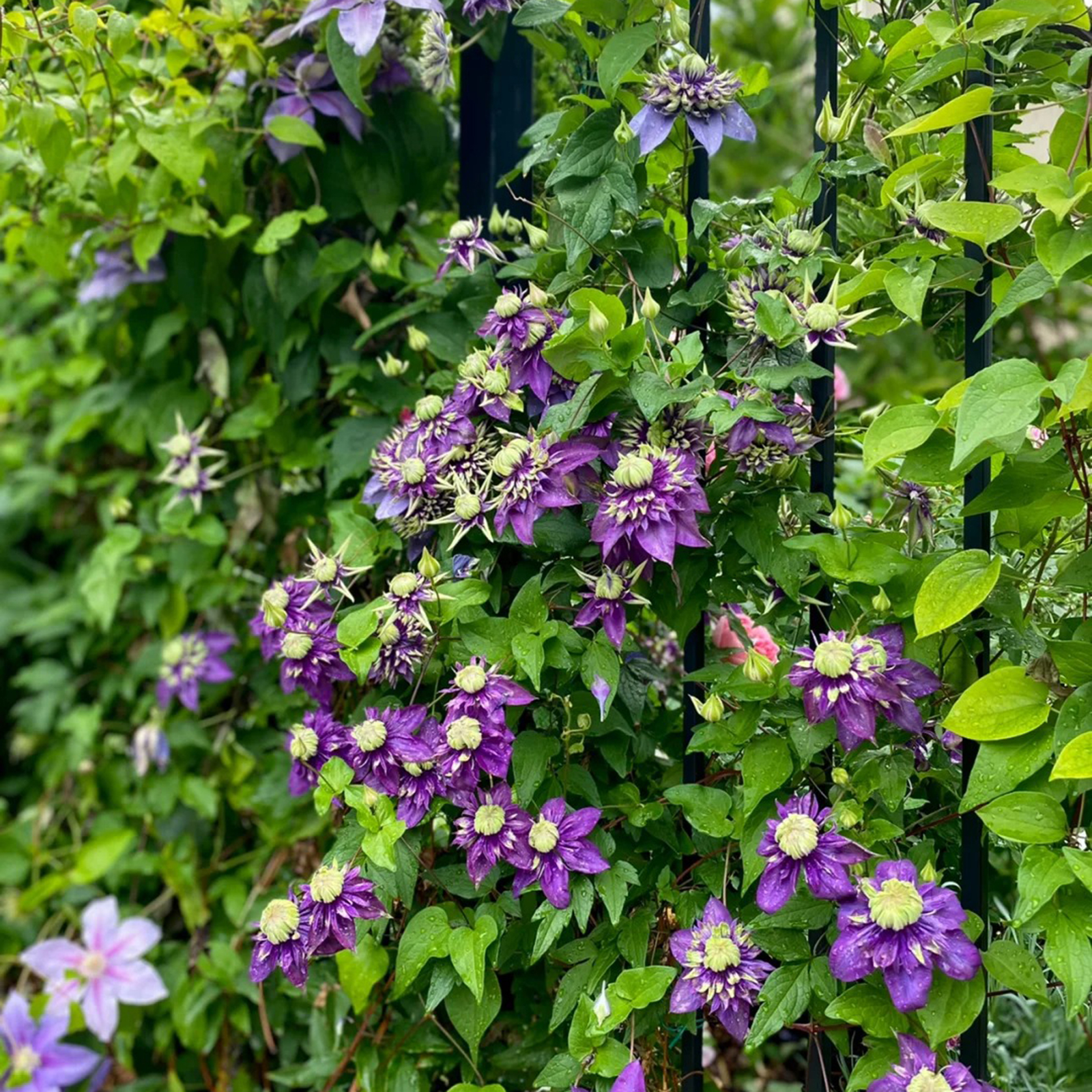 BIS ZU 60 % RABATT💥CLEMATIS TAIGA-SAMEN