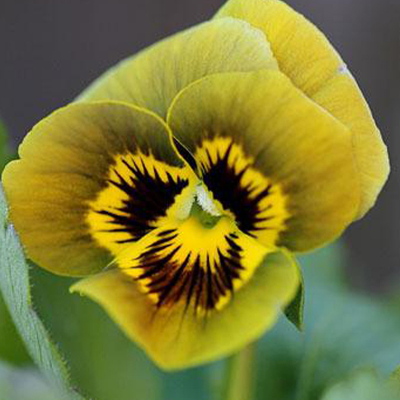 💥Exklusives Angebot🎉Stiefmütterchen Samen🌺Traumhafte Farben