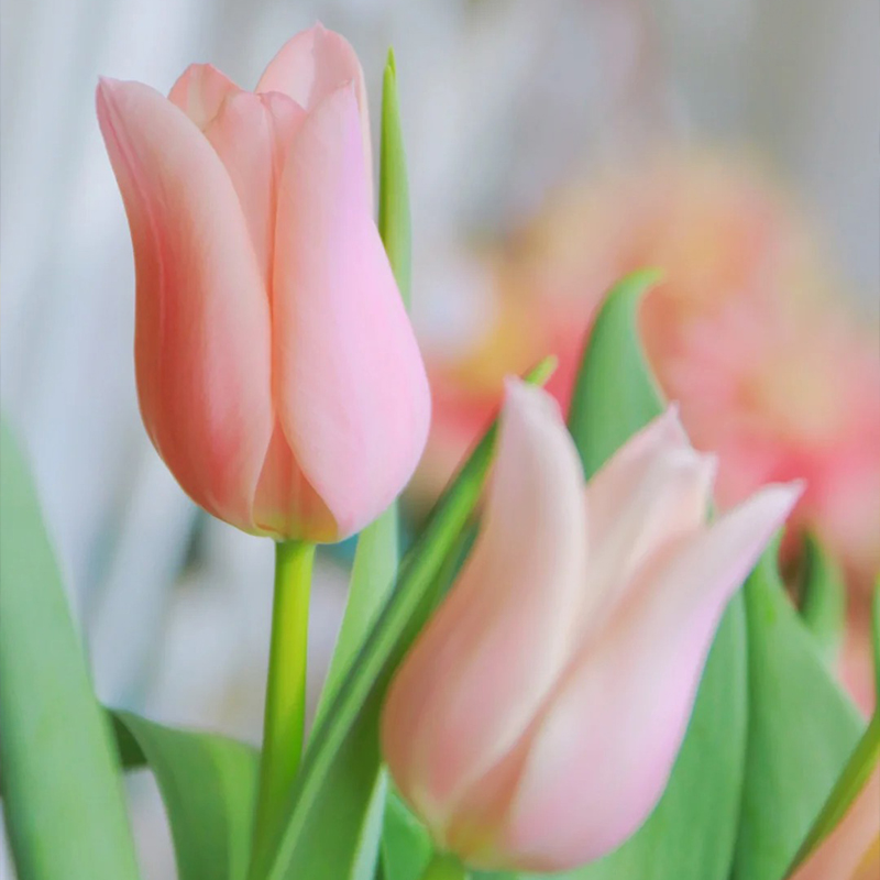 Chanel-Tulpen Samen🌷