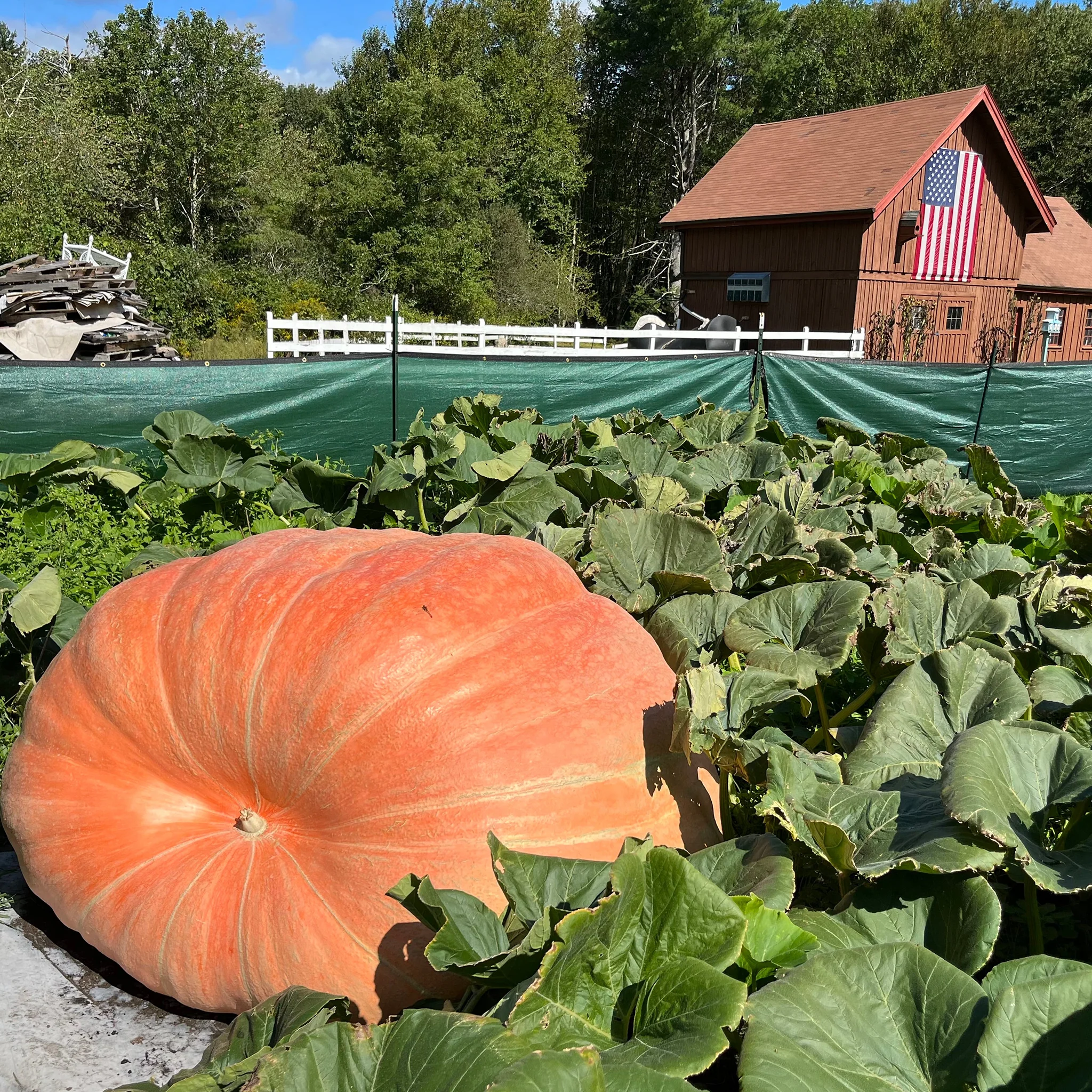 Giant Pumpkin Seeds