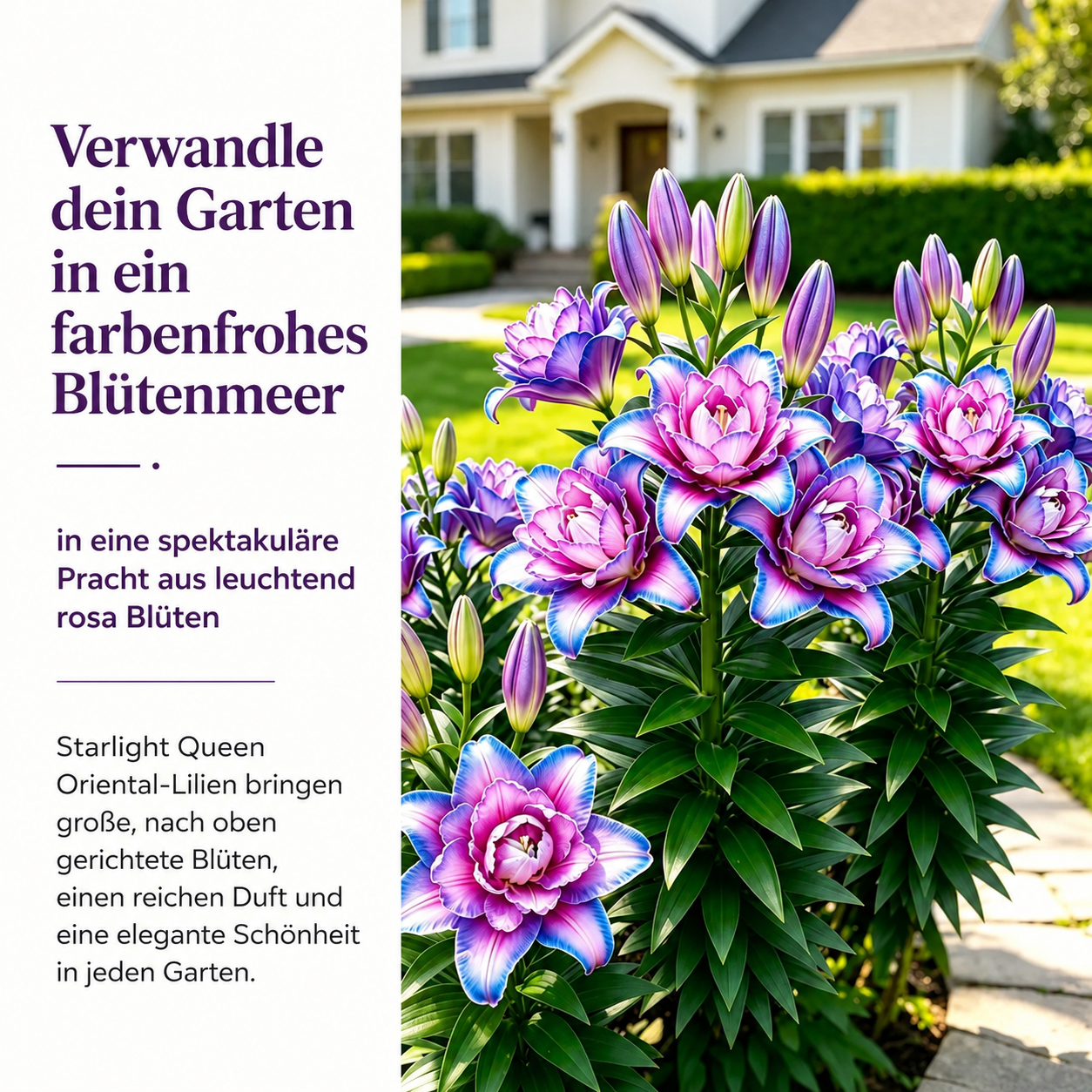 🌸Starlight Queen Oriental Lily Bulbs