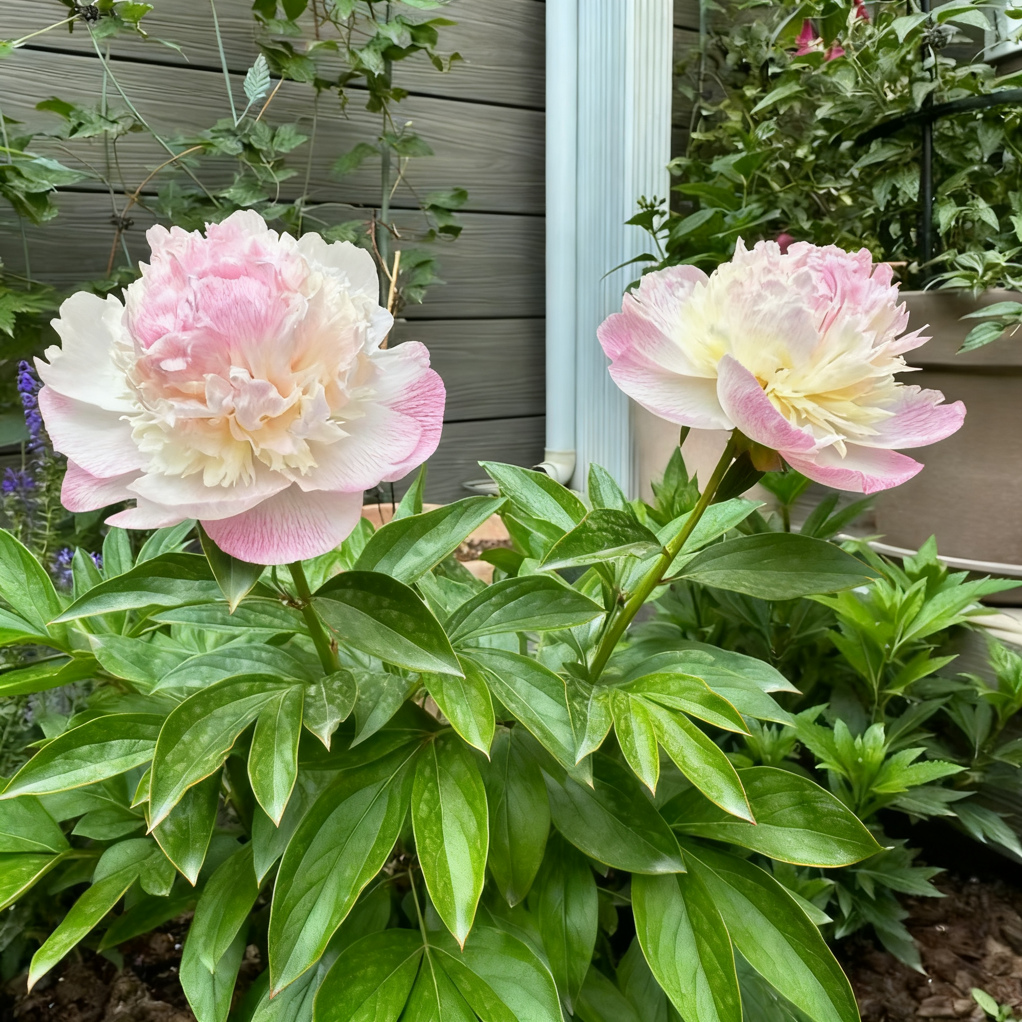 🔥LETZTER TAG 49 % RABATT🌺DIE KÖNIGIN DER BLUMEN – DOPPELT BLÄTTERBLÄTTERIGE PIANI