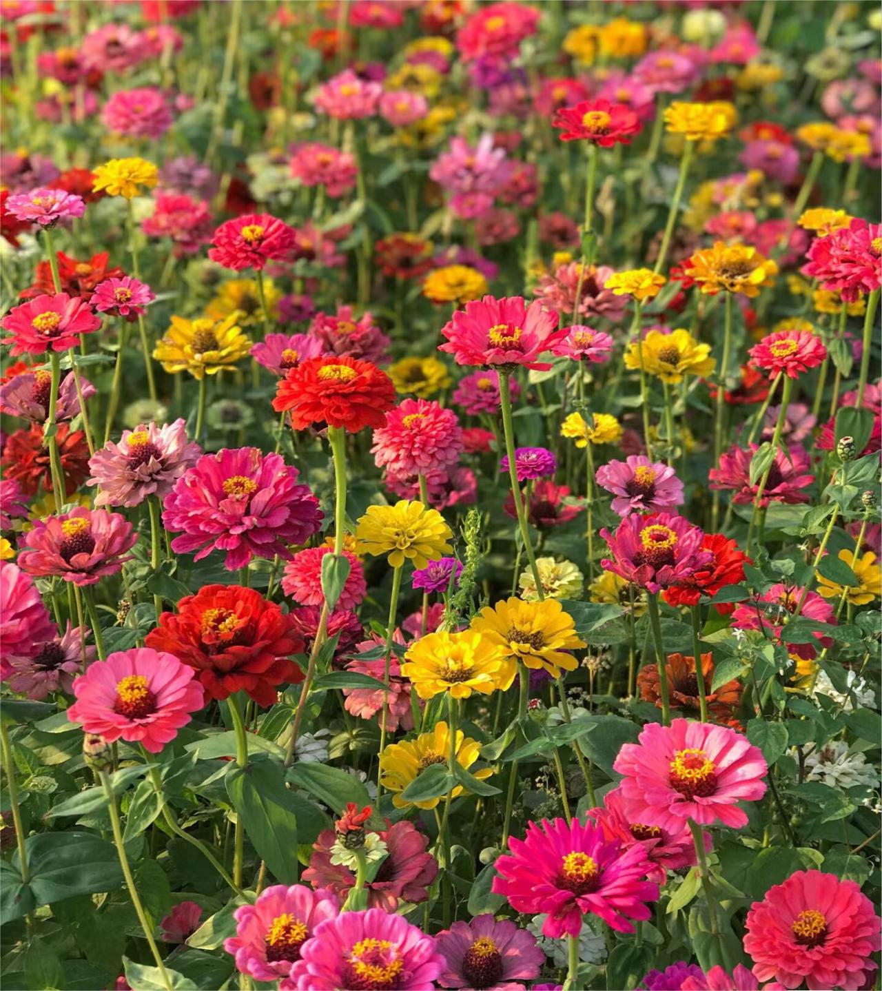 GEMISCHTE FARBZINNIEN-BLUMENSAMEN – DIE FARBENFROHE OASE IHRES GARTENS