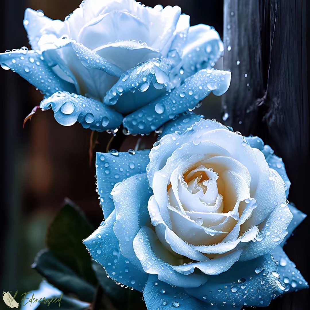 💙BLAUE ZAUBERROSENSAMEN✨