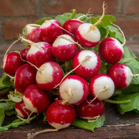 Bio-Kirschrettich – 20 Tage Wunderwachstum🍒