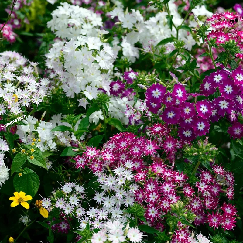 💥Heiße Artikel für den Frühling🦋Augen-phlox Semen🌱Besondere Blume