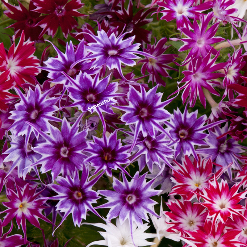 💥Heiße Artikel für den Frühling🦋Augen-phlox Semen🌱Besondere Blume