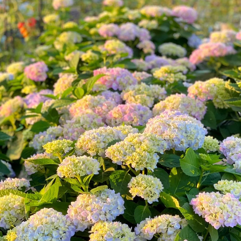 🔥58% Rabatt🔥Hortensien Samen🌈Regenbogenfarben