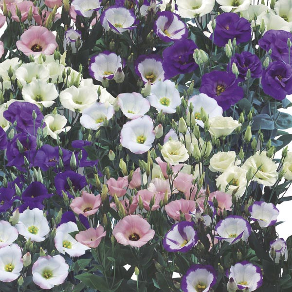 Multi-Color Eustoma Grandiflorum Seeds-chloriseeds
