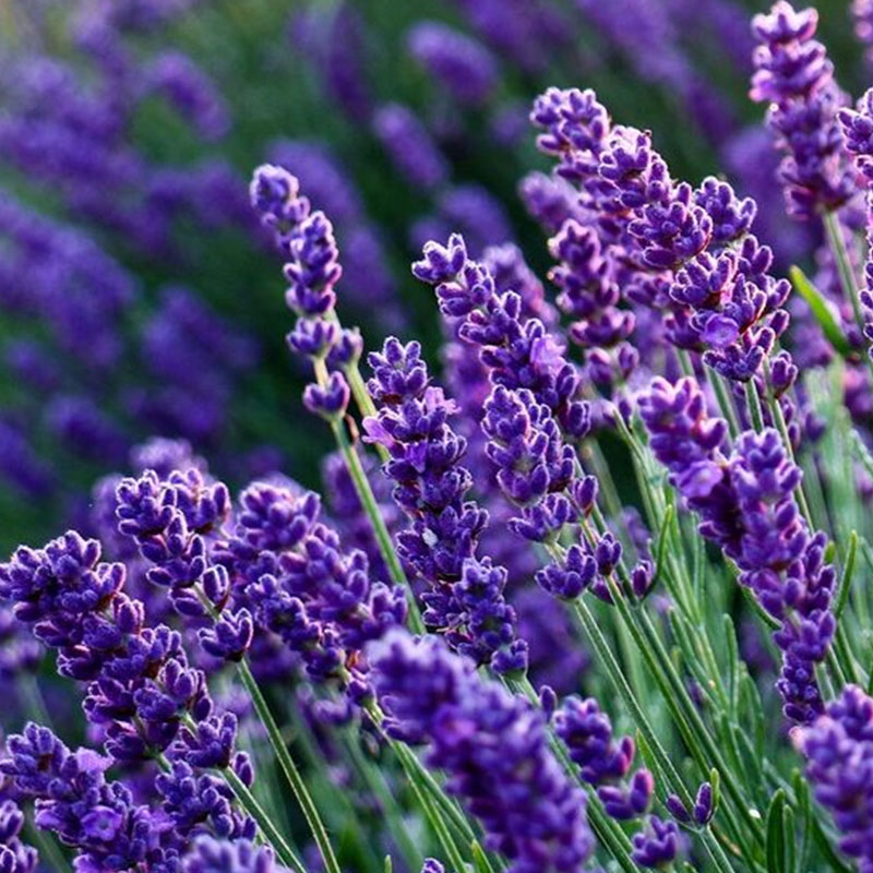 Lavender Herb Seeds - Perennial