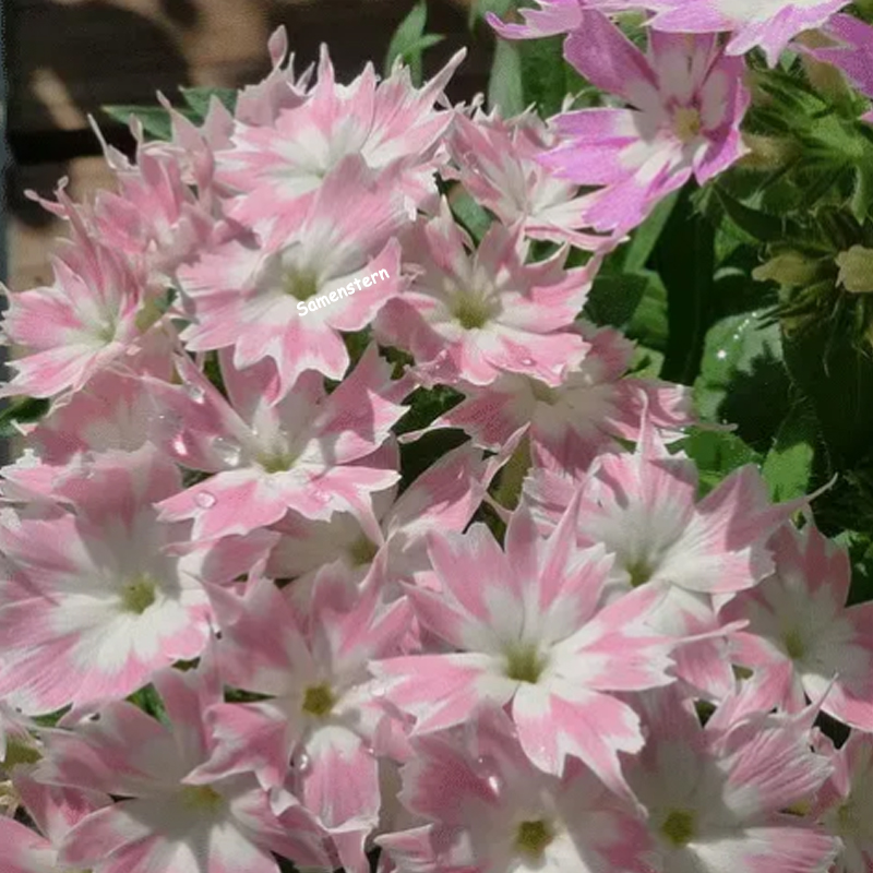 💥Heiße Artikel für den Frühling🦋Augen-phlox Semen🌱Besondere Blume