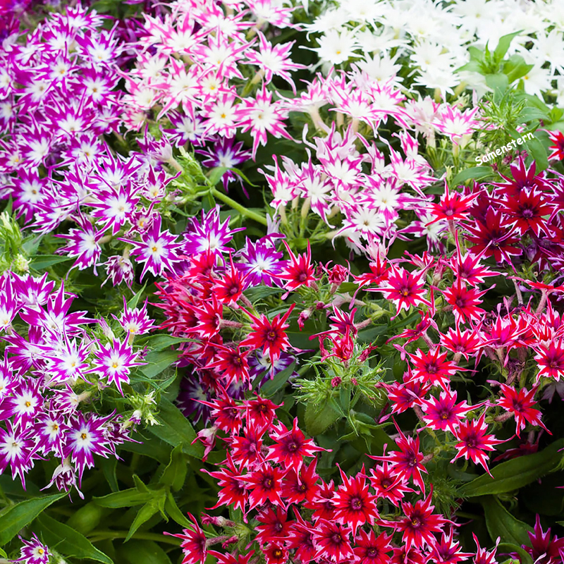 💥Heiße Artikel für den Frühling🦋Augen-phlox Semen🌱Besondere Blume