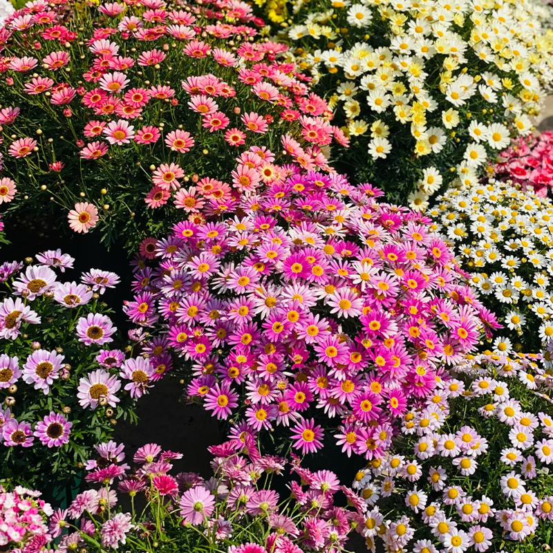 💥Frühjahrsauswahl💓Margeriten Chrysantheme Samen🌿Bezaubernde Blüten