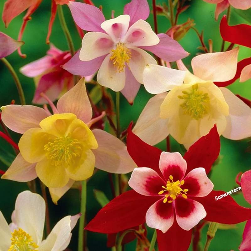 💥Frühlingsangebot🔥Akelei Samen🌱Einzigartige Blumen