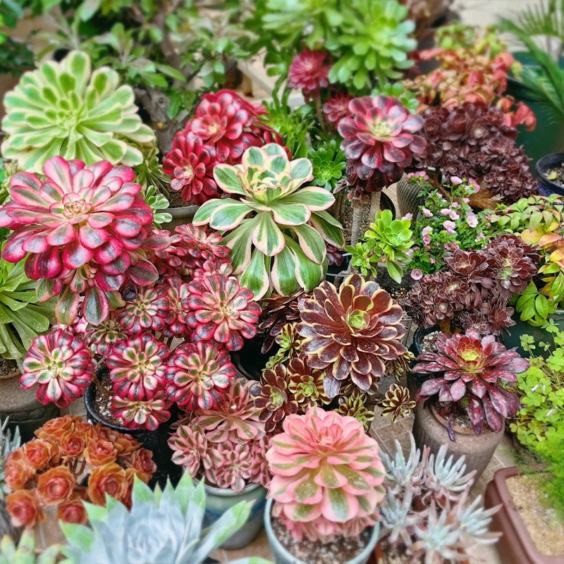 🔥Frühlingsangebot🌿Baumartige Aeonie Samen🌱Ausgewählte Samen