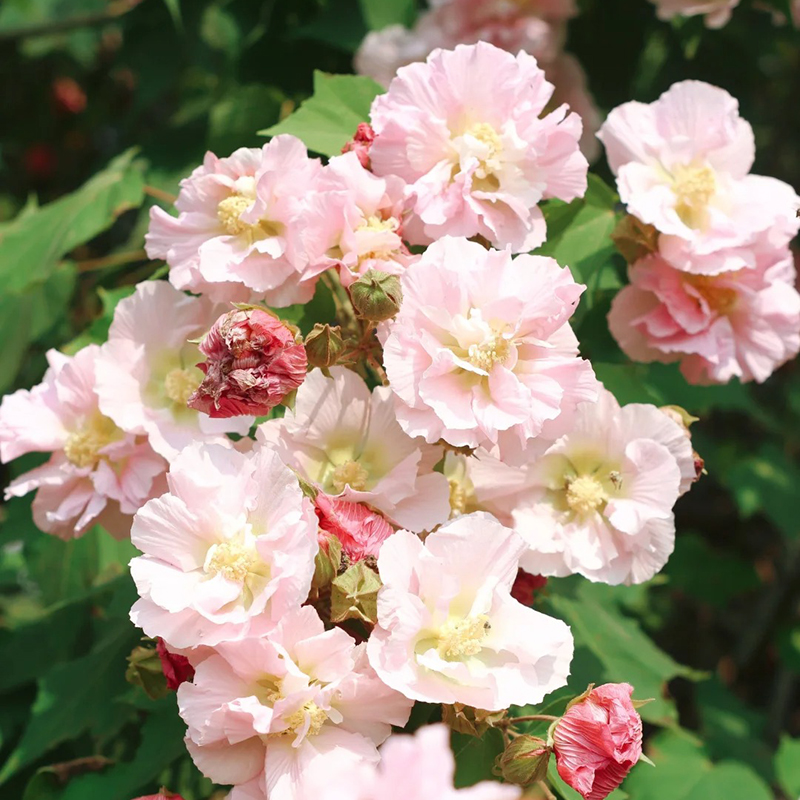 💖Rabatt zum halben Preis🌺Hibiskusblütensamen🌈Farbverändernde Blumen