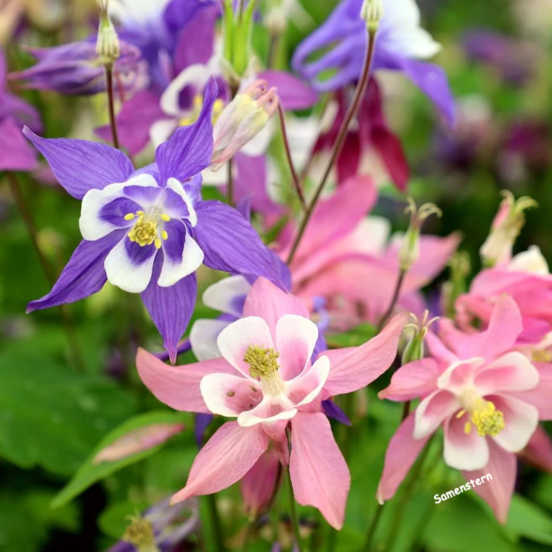 💥Frühlingsangebot🔥Akelei Samen🌱Einzigartige Blumen