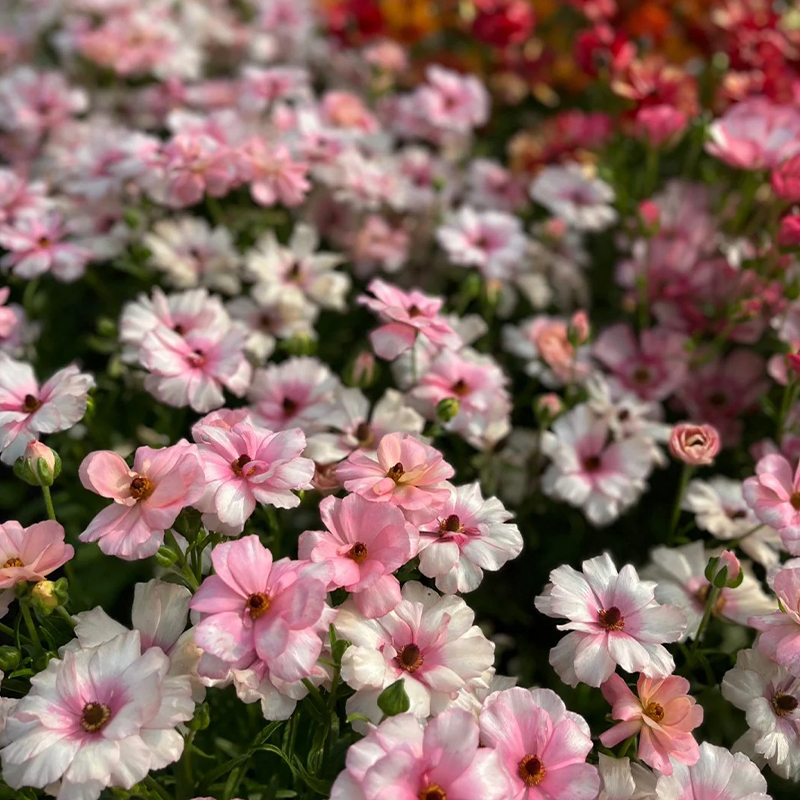 Schmetterlings-Hahnenfuß