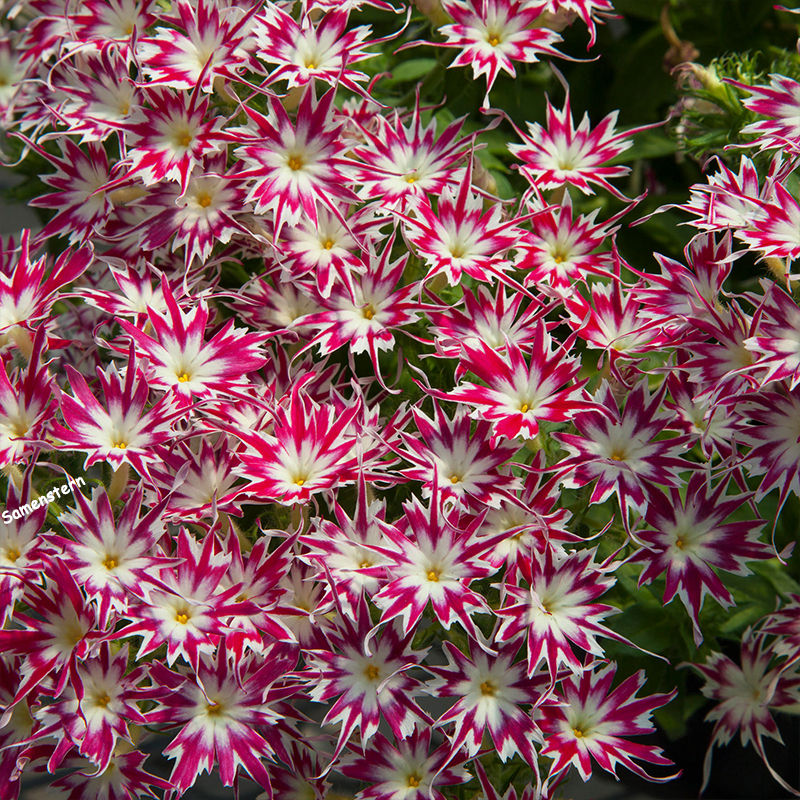 💥Heiße Artikel für den Frühling🦋Augen-phlox Semen🌱Besondere Blume