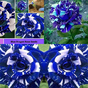 🌹🔥 50% Rabatt auf seltene Rosensamen, verschiedene Sorten, stark nachgefragt