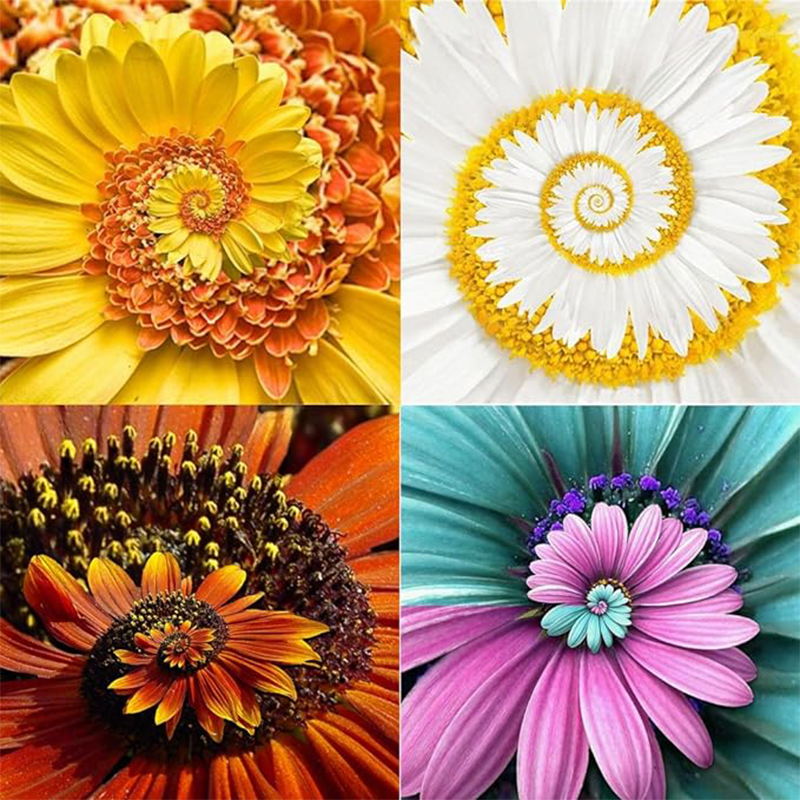💖70% Rabatt🌀Spiral Chrysantheme🌈Seltene Chrysantheme