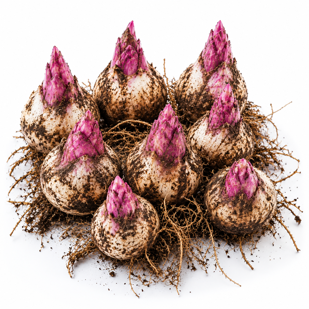 🦩 Neon Flamingo Hosta Bulbs - Bring a Rare Flamingo-Inspired Garden Showpiece to Life