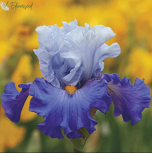 Multi Iris Seeds: Vibrant, Resilient, and Spectacular Blooms