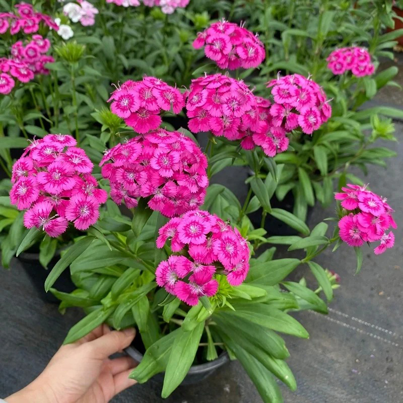 💖Rabatt zum halben Preis✨Dianthus-Blumensamen🌈Regenbogenserie