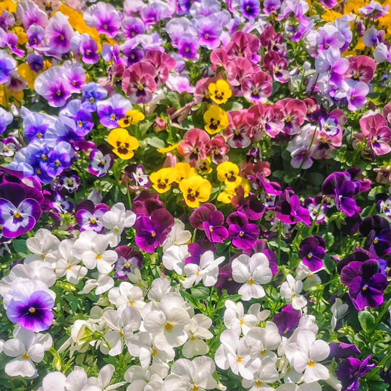 💥Exklusives Angebot🎉Stiefmütterchen Samen🌺Traumhafte Farben