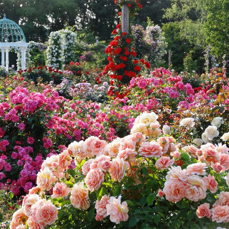 🔥58% Rabatt🌹Rosen Samen🌈Farbenfrohe Blumen