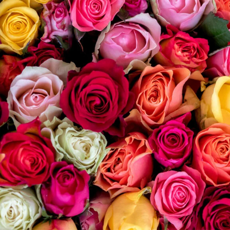 🔥58% Rabatt🌹Rosen Samen🌈Farbenfrohe Blumen