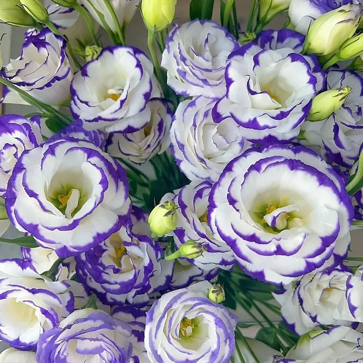 🌺LISIANTHUS – AUFRICHTIGE LIEBE