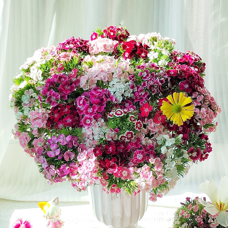 💖Rabatt zum halben Preis✨Dianthus-Blumensamen🌈Regenbogenserie