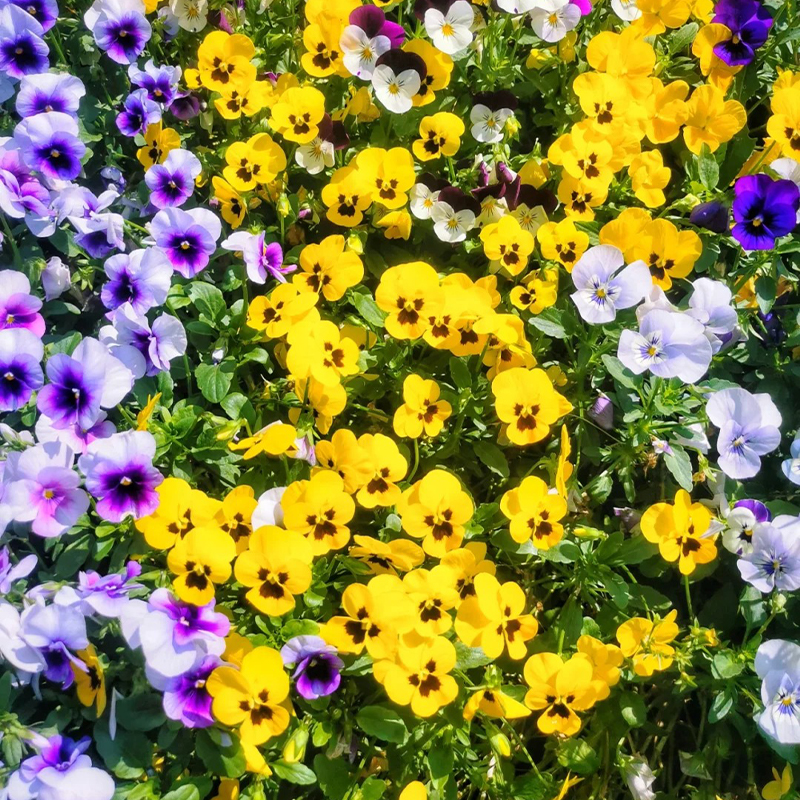 💥Exklusives Angebot🎉Stiefmütterchen Samen🌺Traumhafte Farben