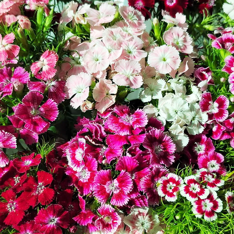 💖Rabatt zum halben Preis✨Dianthus-Blumensamen🌈Regenbogenserie
