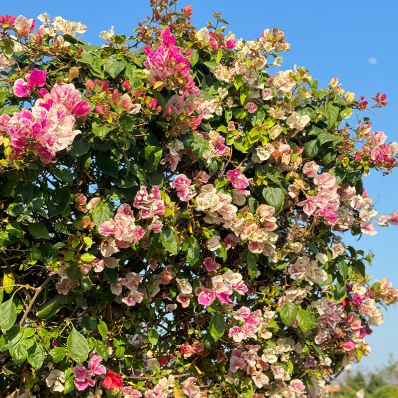 🔥58% Rabatt🌹Rosen Samen🌈Farbenfrohe Blumen