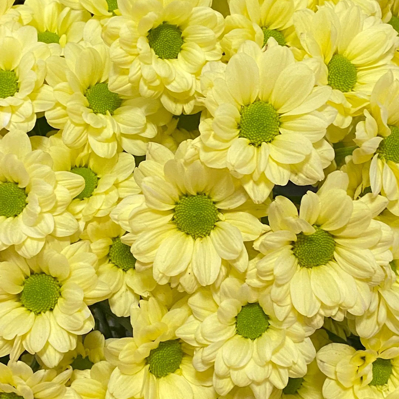🔥Heiße Verkäufe im Frühling🏵️Chrysantheme der Kenny-Serie Samen🌼Verschiedene Farben