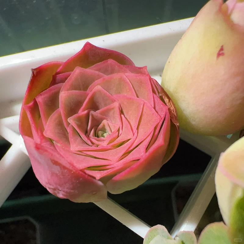 🔥Heißverkauft🌹Bergrose🌱Einfach zu pflanzen